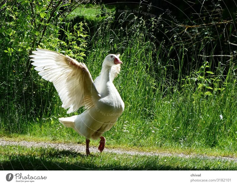 winged Animal Farm animal Bird Wing Zoo 1 Gray Green White Joy Colour photo Exterior shot Deserted Day Light Shadow Contrast Sunlight Deep depth of field