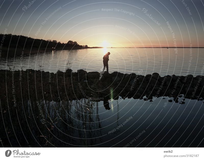 sandpiper Young man Youth (Young adults) 1 Human being Environment Nature Landscape Air Water Cloudless sky Horizon Sun Autumn Beautiful weather Coast