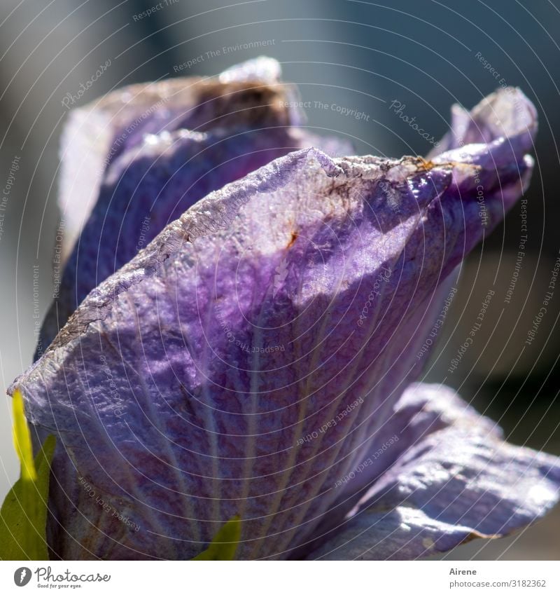 old | traces of transience hibiscus bleed Violet Eroded blossom Decline natural flowers Transience Perforated Consumed Rosebird Blossoming Summery Nature Bright