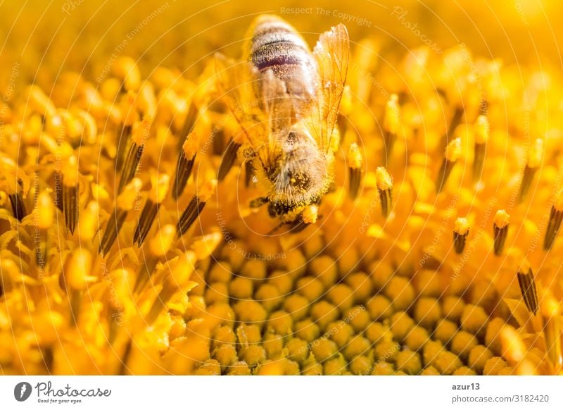 Honey bee covered with yellow pollen collecting sunflower nectar Summer Environment Nature Climate Climate change Plant Garden Meadow Field Animal Farm animal