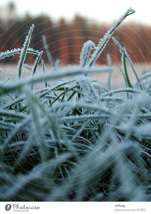 morning frost Grass Winter Autumn Dew Frost Close-up Graffiti