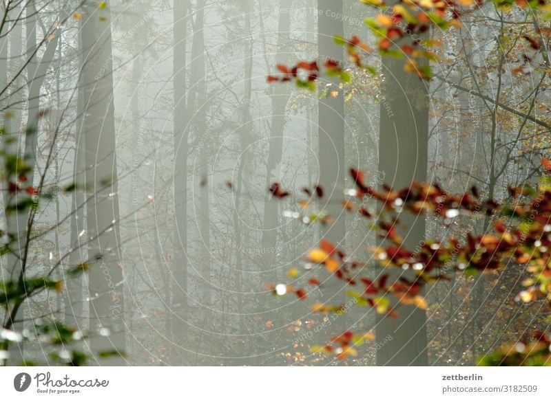 Text space in the autumn forest Haze Autumn Autumn leaves Autumnal colours Autumn program Landscape Leaf Deserted Morning Fog Perspective Far-off places Sun