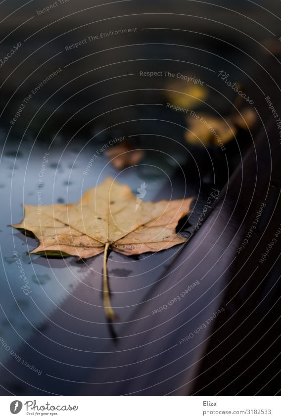 Autumn on car Leaf Maple leaf Blue Windscreen Autumnal Autumn leaves Rain Drops of water Colour photo Exterior shot Deserted Copy Space top Copy Space bottom