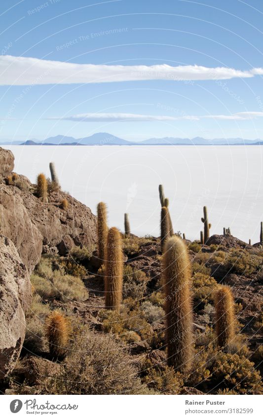 Cacti Island in Salar de Uyuni, Bolivia Sand Beautiful weather Cactus Cactus field Desert Salt flats Large Infinity Blue Brown White Calm Far-off places