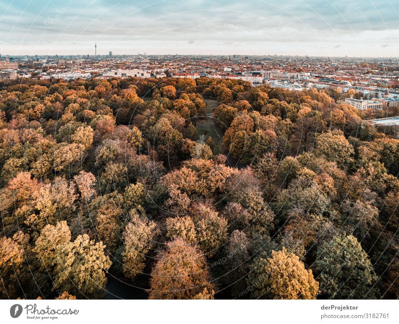 Autumn park II Tree Berlin leaves variegated Joerg farys www.dieprojektoren.de ephemeral Deserted Copy Space left Copy Space right Structures and shapes