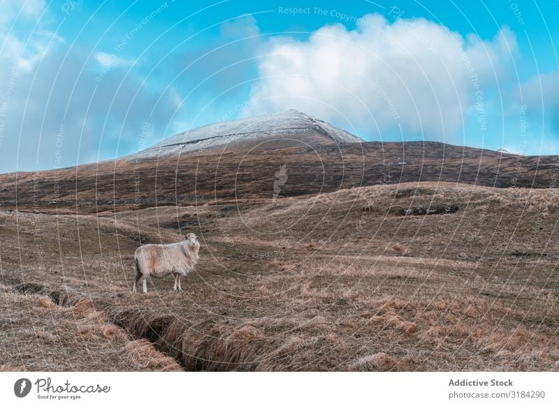 Faroe sheep on pasture Sheep Pasture Hill Føroyar To feed Grass Dry Clouds Sky Landscape Wooly Flock Animal Farm Livestock Agriculture Rural Nature Breed