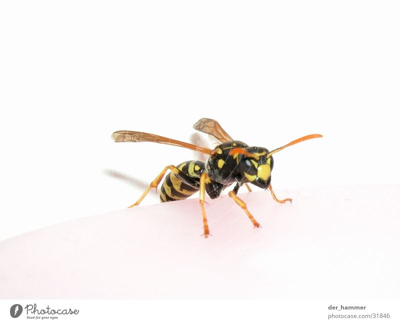 Wasp - Vespina Wasps Macro (Extreme close-up) Insect Pair of pliers Chitin Black Yellow Aggression Wing bothersome