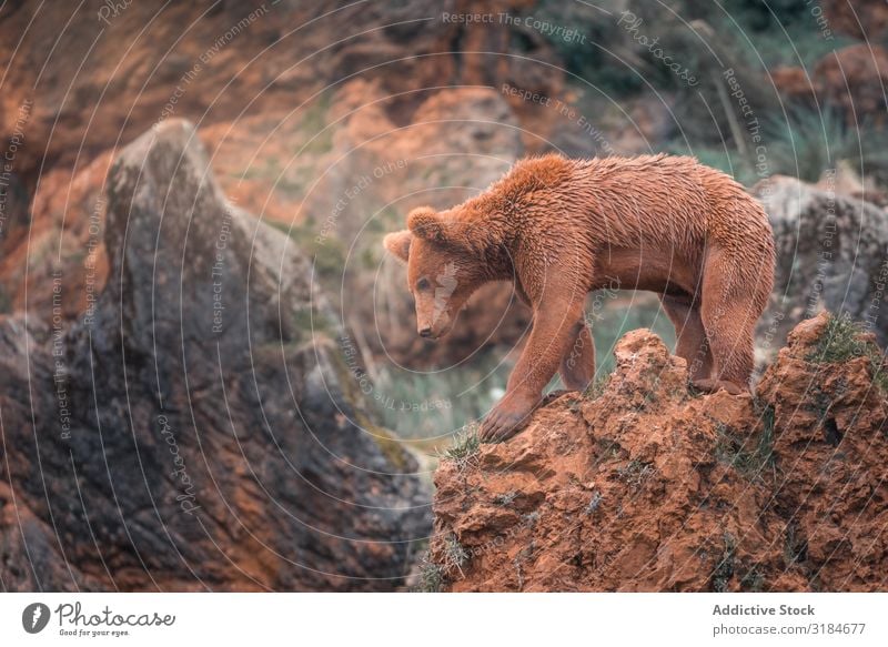 Brown bear walking in rocky terrain Bear Walking Nature wildlife Mammal Animal big Risk fauna Powerful fearsome Grizzly huge Environment Fur coat Dangerous