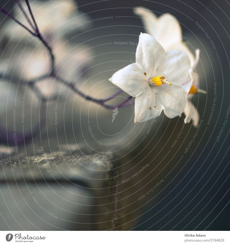 Flower of nightshade - Jasmine blurriness Neutral Background Isolated Image Copy Space bottom Macro (Extreme close-up) Detail Close-up Exterior shot