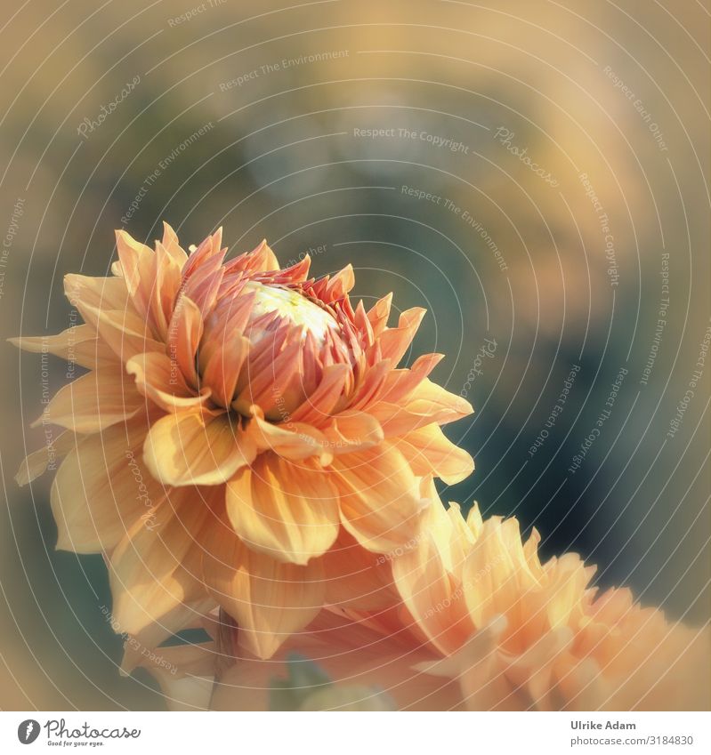 Close-up of an orange dahlia with soft background Dahlia dahlia blossom flowers bleed Summerflower Illuminate floral Garden bokeh petals Orange Soft Delicate