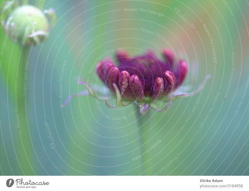 Natural LIGHTNESS | bud of a zinnia ( Zinnia ) flowers Flower Blossom naturally Plant Garden Nature Blossoming Spring Summer macro Delicate Soft flora floral