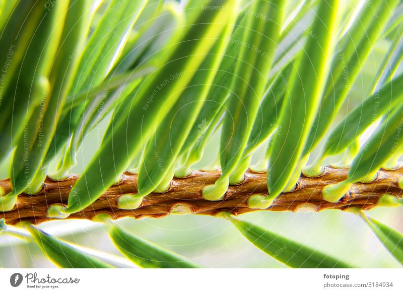 Christmas Christmas & Advent Nature Plant Tree Green Christmas tree Spruce Needle Coniferous trees needles Nordmann fir Fir tree Fir needle Fir branch Twig