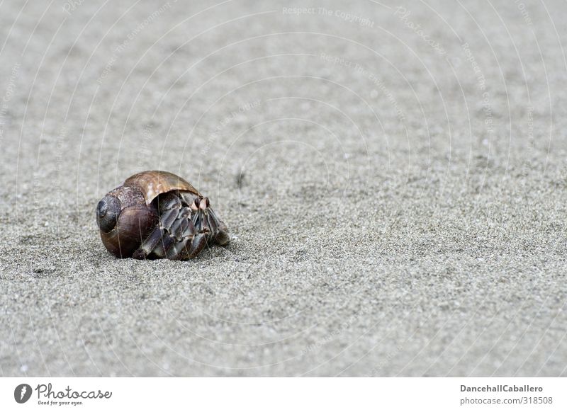 Home sweet home, happiness alone! Environment Nature Animal Sand Coast Beach Ocean Aquarium Hermit crab Marine animal Walking Exceptional Exotic Happy