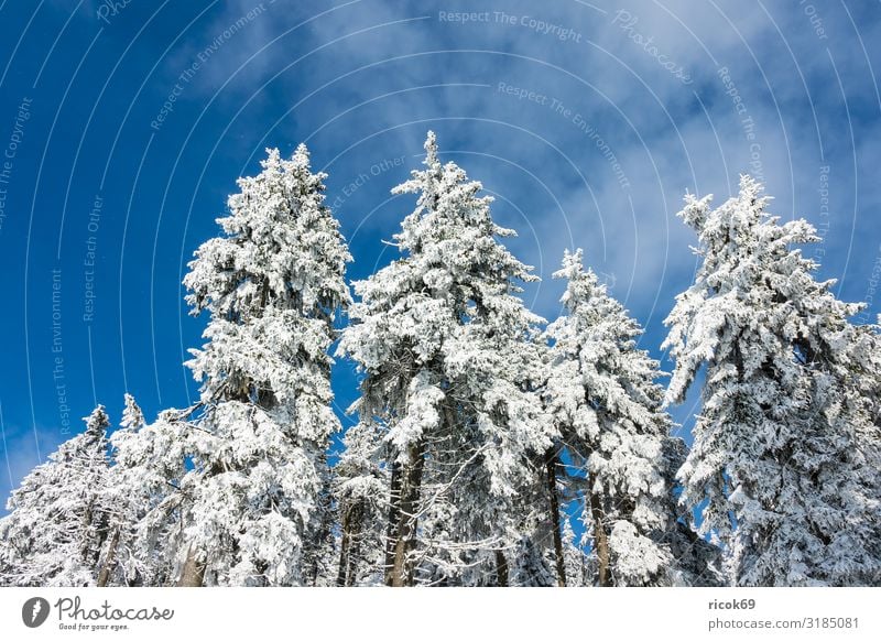 Winter in the Giant Mountains near Janske Lazne, Czech Republic Vacation & Travel Tourism Winter vacation Hiking Sports Winter sports Environment Landscape