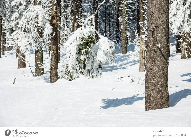 Winter in the Giant Mountains near Janske Lazne, Czech Republic Vacation & Travel Tourism Winter vacation Hiking Sports Winter sports Environment Landscape