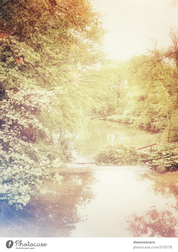 River in a summery park landscape Environment Nature Park Forest Gold tree Plant Light Colour photo Subdued colour Exterior shot Deserted Day Reflection Water