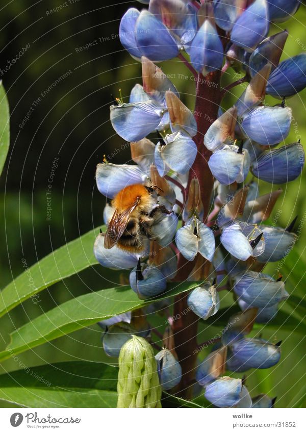 the pants not yet full ... Bumble bee Blossom Plant Stamen Collection Nectar