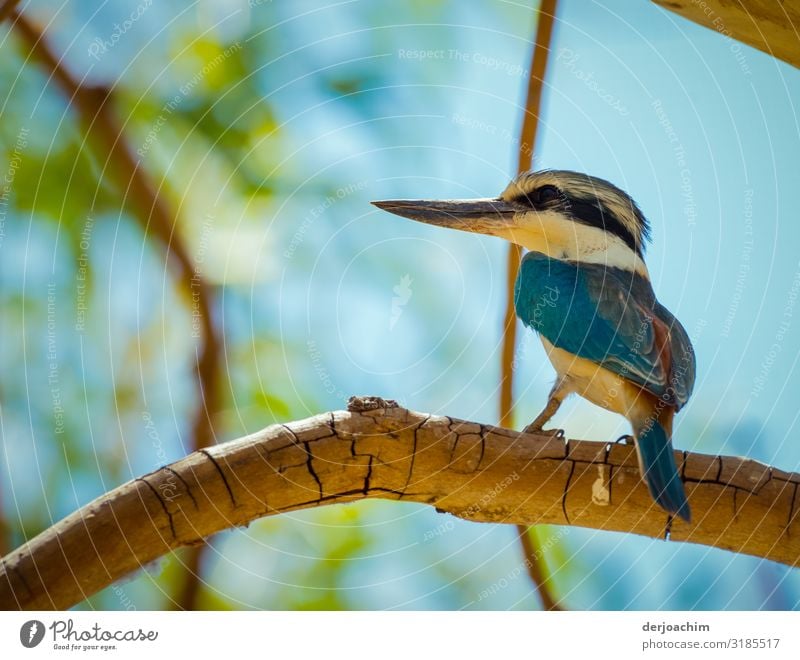 Mirror Mirror on the wall...I am the most beautiful bird in all the land. A colorful bird with a long beak sits on a branch. Joy Relaxation Trip Environment