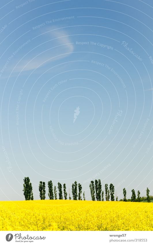 Yellow and blue with some green Environment Nature Landscape Plant Sky Clouds Horizon Spring Beautiful weather Tree Blossom Agricultural crop Canola