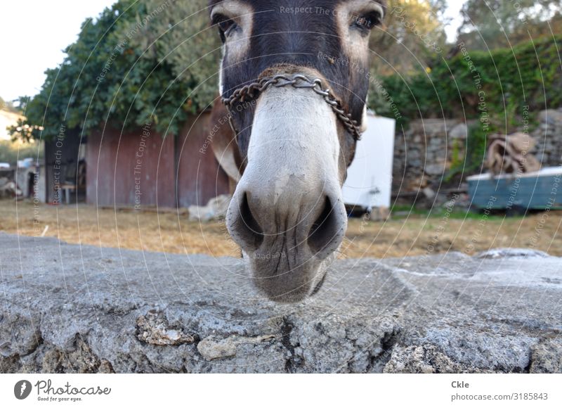 headstand Agriculture Forestry Environment Plant Animal Tree Grass Meadow Field Deserted Hut Wall (barrier) Wall (building) Farm animal Animal face Donkey 1