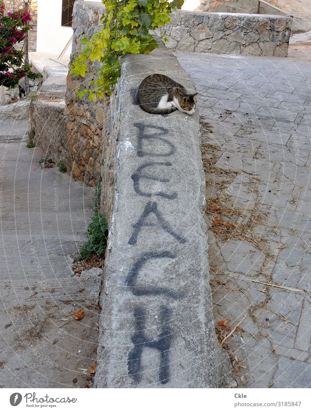 beach Vacation & Travel Tourism Summer vacation Beach Plant Animal Foliage plant Lindos Greece Village Old town Places Manmade structures Wall (barrier)