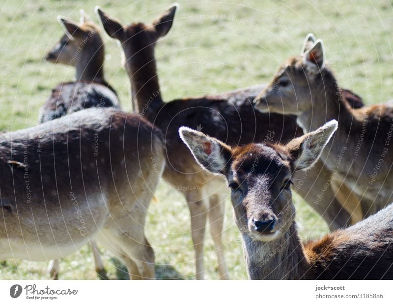 deer eye Meadow Wild animal Animal face Roe deer Group of animals Authentic naturally Curiosity Warmth Brown Together Watchfulness Idyll Behavior Habitat