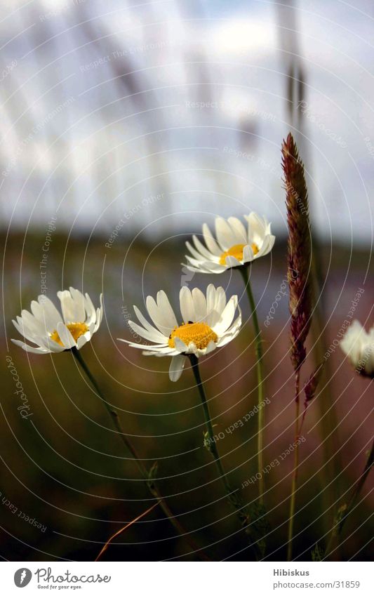 Why wander far away...? Meadow Clouds Light White Green Summer Vacation & Travel Grass Blossom Flower Home country Romance Sky Blue Elbe margarites