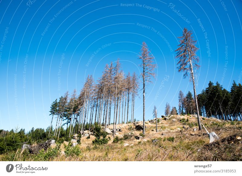 Dead spruces on a rocky peak in the Harz mountains Nature Landscape Exterior shot Colour photo Day Deserted Mountain Forest Sky Copy Space top Autumn