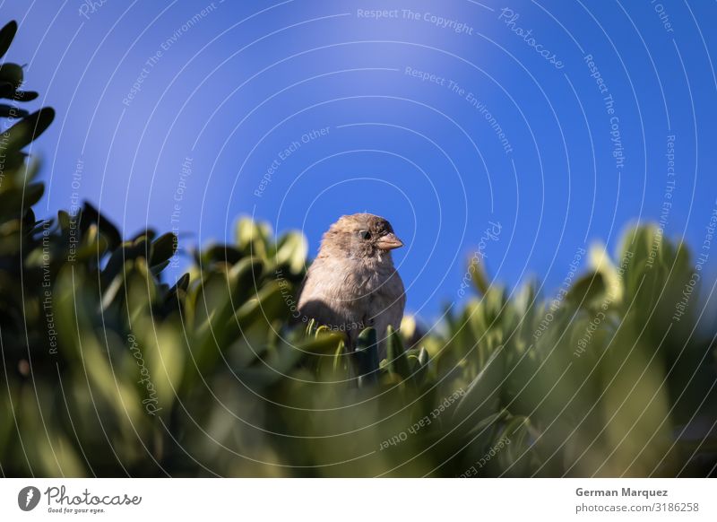 Sparron in a tree. Nature Landscape Plant Animal Sky Sun Tree Leaf Foliage plant Bird Pigeon Animal face 1 Love Beautiful Sparrow Blue Green Colour photo