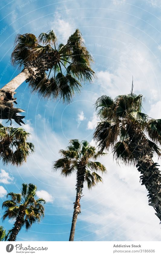 High palms under sky Palm of the hand Sky Height Lush Palm tree from below Sunbeam Leaf Clear Beautiful weather Summer Tropical Nature Plant Tree Branch Bushes