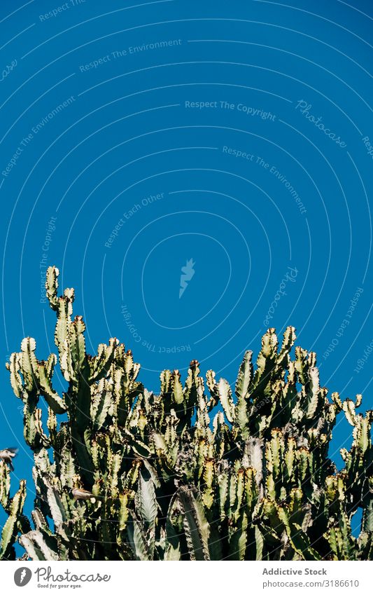 Tall cactus against blue sky Cactus big Blue sky Garden Growth Nature stem Plant Succulent plants Green Natural botanical Botany Beautiful Desert Tropical Dry