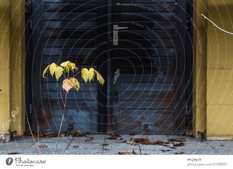 Come back again Bushes Leaf Wall (barrier) Wall (building) Door Gate Entrance Way out Old Dirty Yellow Decline Transience Living or residing Time Old building