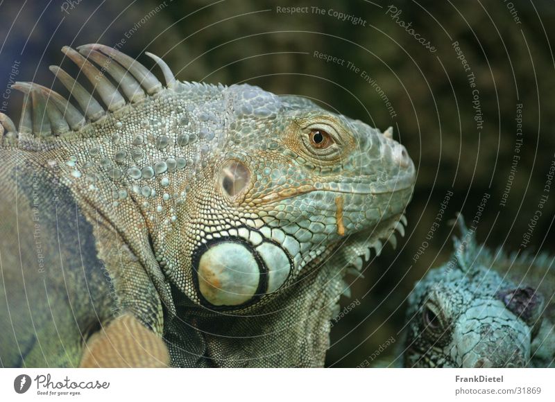 lizard Saurians Terrarium Zoo Munich Zoo Hellabrunn Transport Close-up