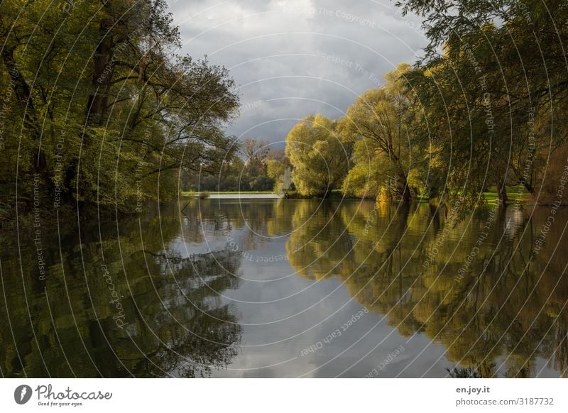 Old Rhine Nature Landscape Sky Autumn Willow tree Forest River bank Lake Rhein meadows Rich pasture Green Idyll Symmetry Flood Colour photo Exterior shot