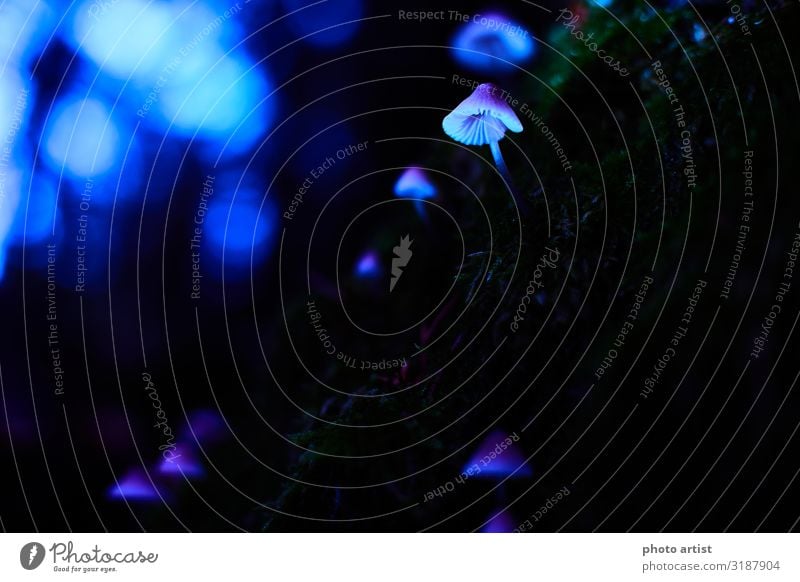 Fluorescent fungi in the forest Intoxicant Environment Nature Landscape Plant Sunlight Autumn Beautiful weather Foliage plant Wild plant Forest Bog Marsh