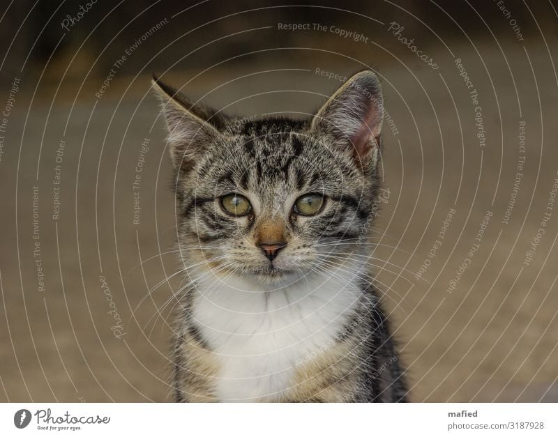 Thoughtful Animal Cat 1 Baby animal Looking Small Cute Brown Gray White Colour photo Exterior shot Close-up Deserted Day Central perspective