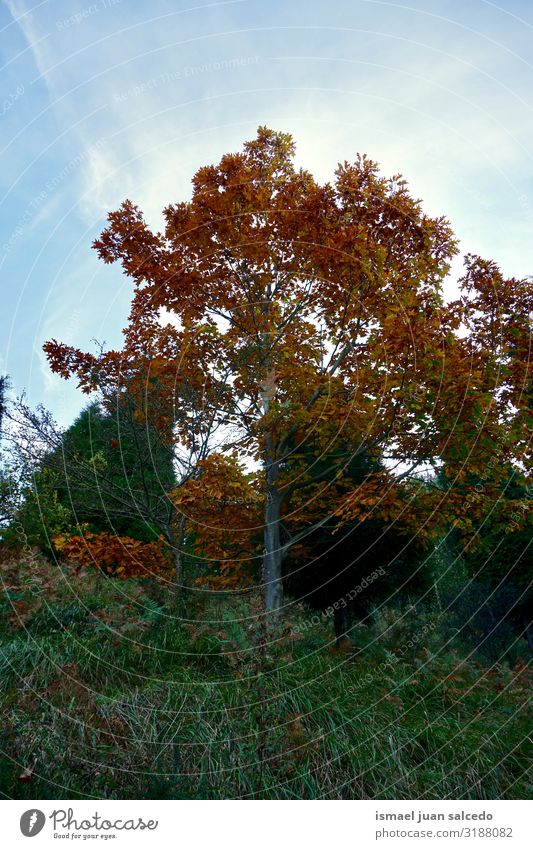 tree with autumn colors in autmn season in the mountain Tree Trunk Brown Red Leaf Branch Forest Mountain Nature Landscape Exterior shot Vacation & Travel Places