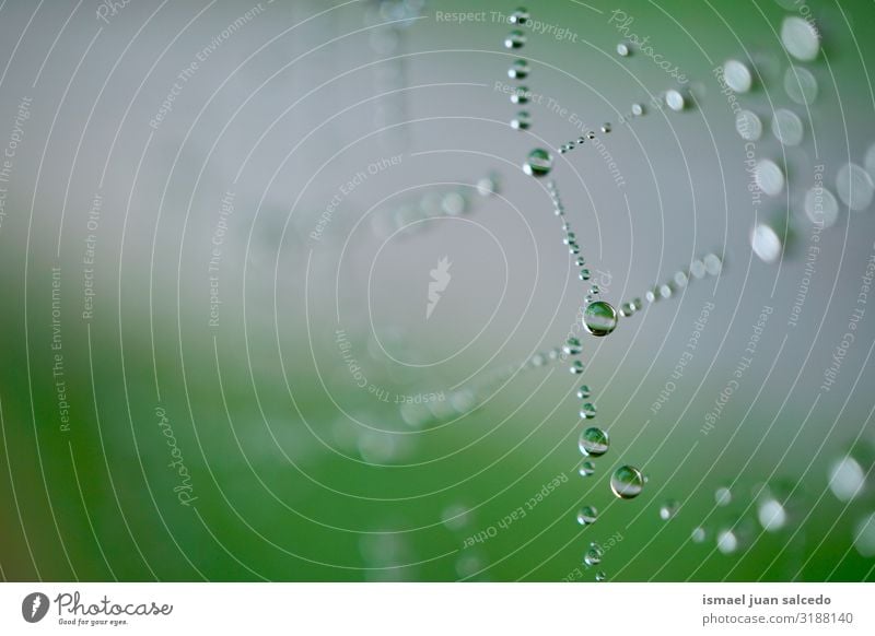 rain drops on the spider web in autumn Spider's web Internet Net Nature Rain Drop Bright Glittering Exterior shot Abstract Consistency Neutral Background Water