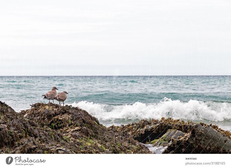 Two seagulls perched on a rock on the coast Waves Coast Ocean England Europe Animal Bird Seagull 2 Wait Blue Brown White Day Long shot Nature Landscape Beach