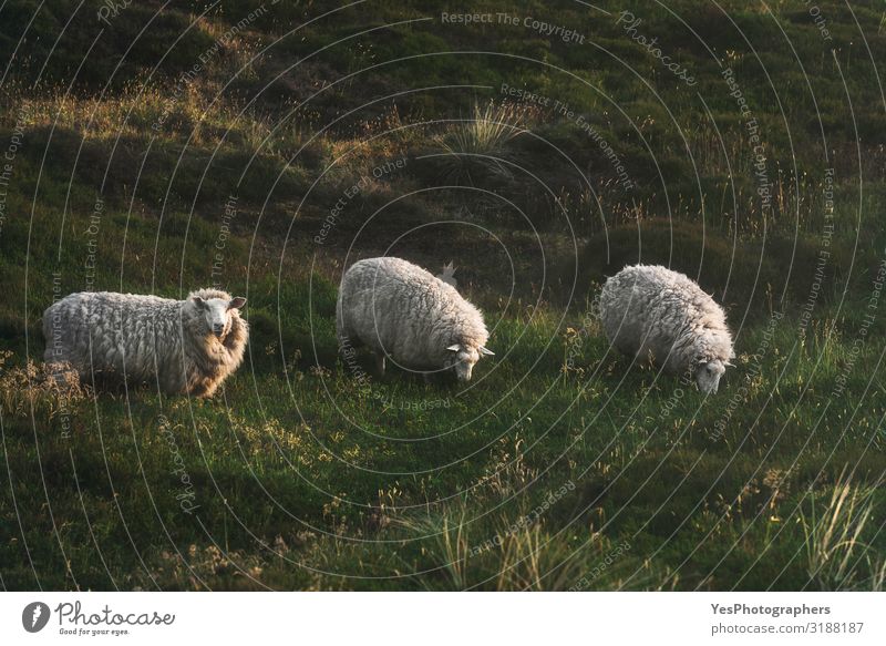 Three sheep grazing on moss hills on Sylt island at North Sea Vacation & Travel Tourism Summer Environment Nature Landscape Animal Grass Moss Hill Farm animal 3