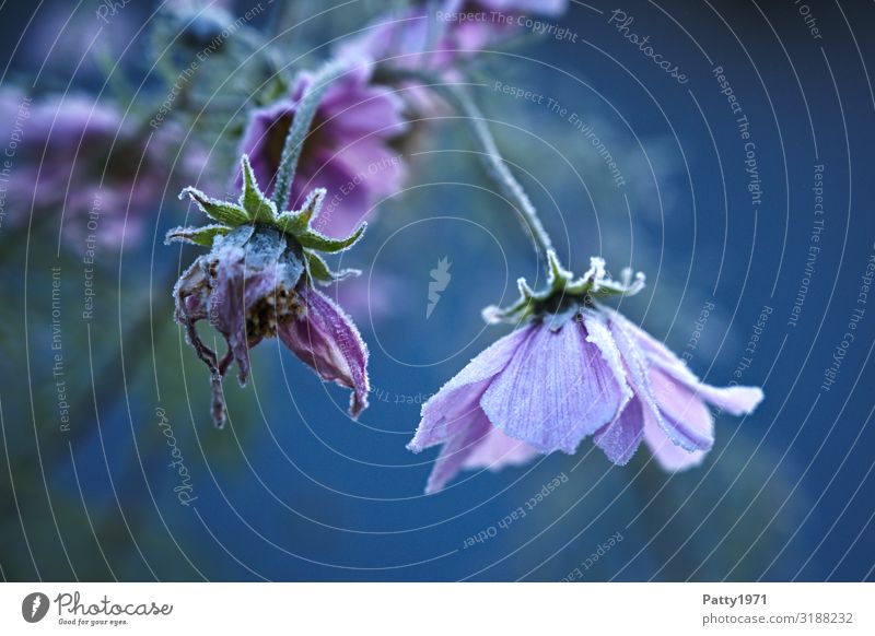 Flowers after the first frost Ice Frost Plant Blossom Blue Violet Moody Romance Beautiful Longing Nature Transience Colour photo Exterior shot Deserted