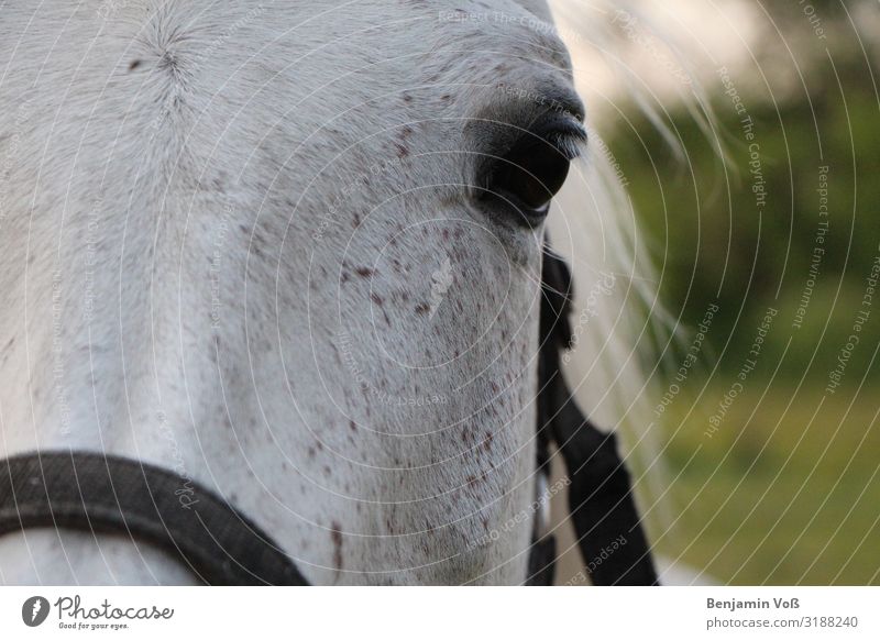 horse portrait Animal Horse 1 Esthetic Elegant Friendliness Green Black White Self-confident Power Love of animals Loyalty Beautiful Peaceful Serene Calm