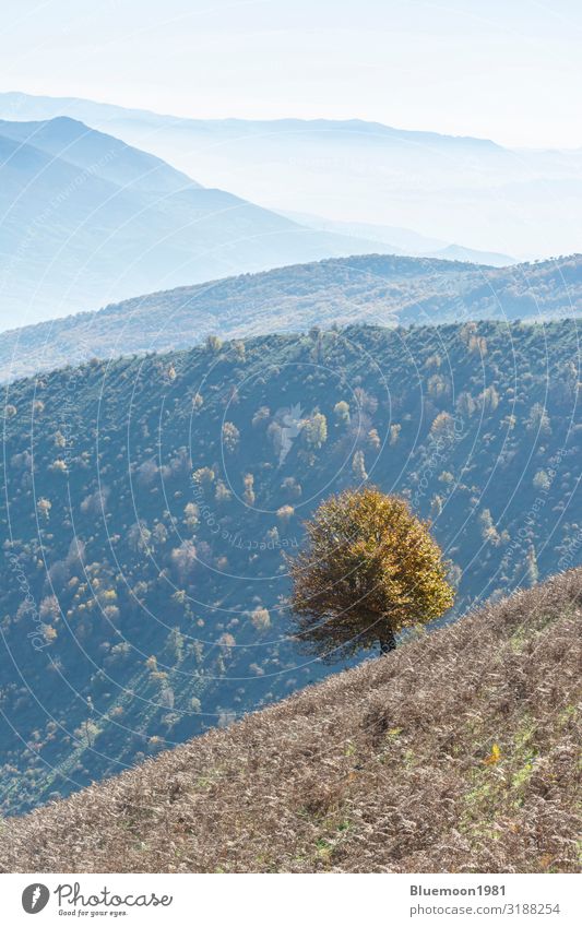 Autumn nature landscape with a single tree at foreground Beautiful Vacation & Travel Tourism Mountain Hiking Environment Nature Landscape Fog Tree Forest Hill