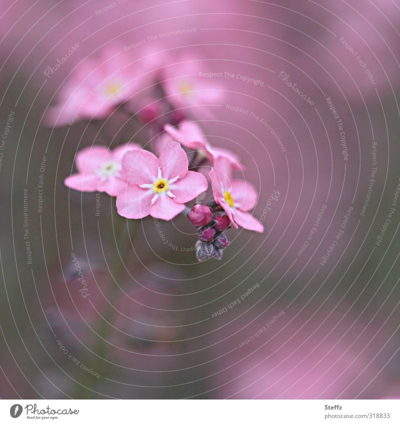 all pink with pink forget-me-not Forget-me-not Spring flower Forest flower pink flowers pale pink forget-me-not flower blooming spring flowers Blossom Flower