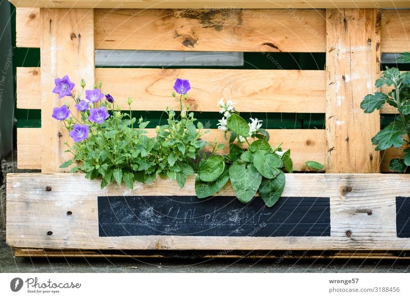 Alternative flowerbed pallet raised flowers Planting Summer Summerflower alternative unconventional Green thumb design Colour photo Exterior shot Day Deserted