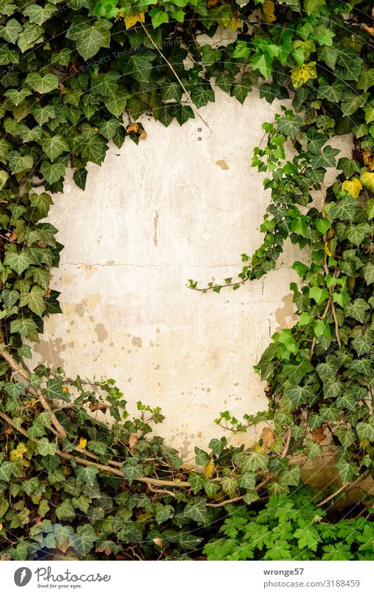 Ivy climbing up a wall around an open space Foliage plant lollop Plant Colour photo Green Exterior shot Day Deserted Leaf Wall (building) Wall (barrier) Creeper