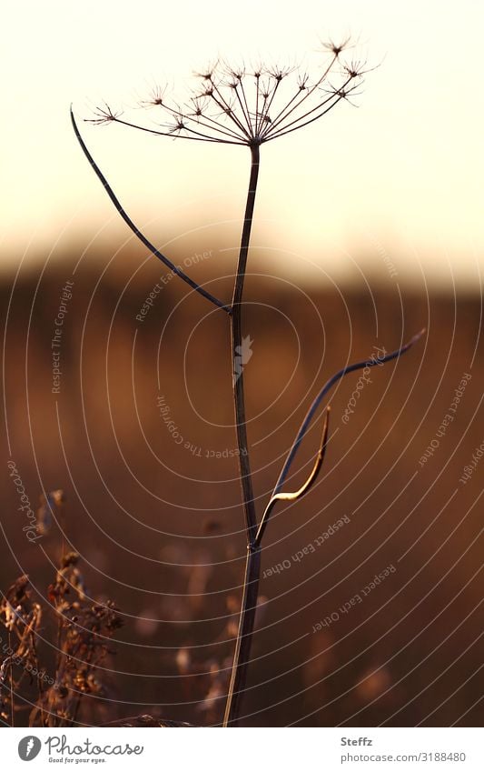 solo in evening sun Grass Wild plant Mood lighting Twilight Shaft of light Silhouette Dusk Domestic silent tranquillity Longing Flare January leafless snowless