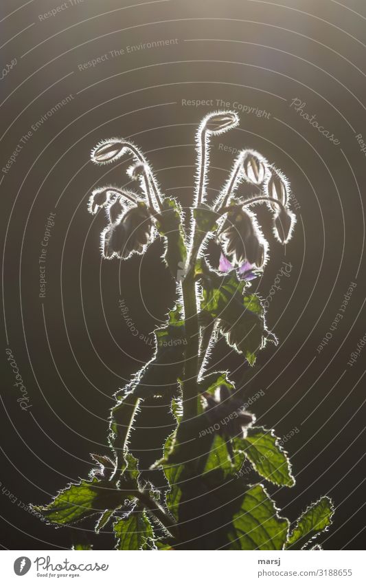 Borage in backlight with light seam Back-light Sunset Sunlight Light (Natural Phenomenon) Reflection Contrast Day Close-up Subdued colour Colour photo Small