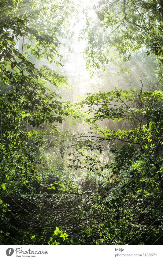 German forest in summer Environment Nature Sun Sunlight Spring Summer Beautiful weather Tree Forest Mixed forest Fresh Bright Natural Green Colour photo