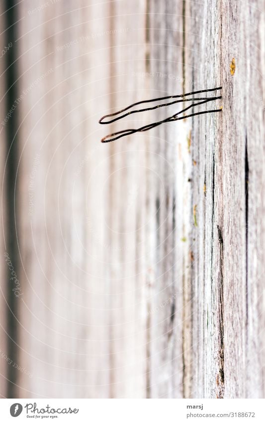 For whatever M-wire on wooden wall Wire Wood grain Thin Authentic Curved Whimsical Futile Useless Colour photo Subdued colour Macro (Extreme close-up) Abstract